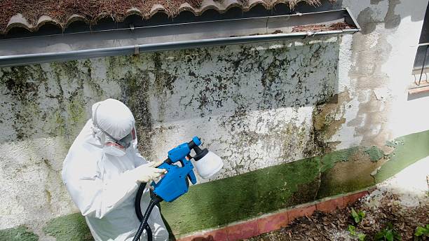 Top rated local Attic Mold Remediation specialists in Auburndale, FL